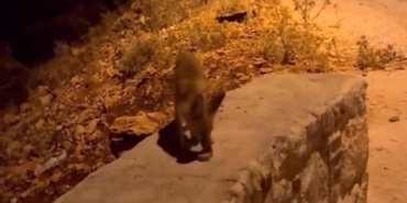 Tilki yavrularını kraker ve bisküviyle beslediler