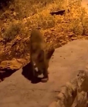 Tilki yavrularını kraker ve bisküviyle beslediler