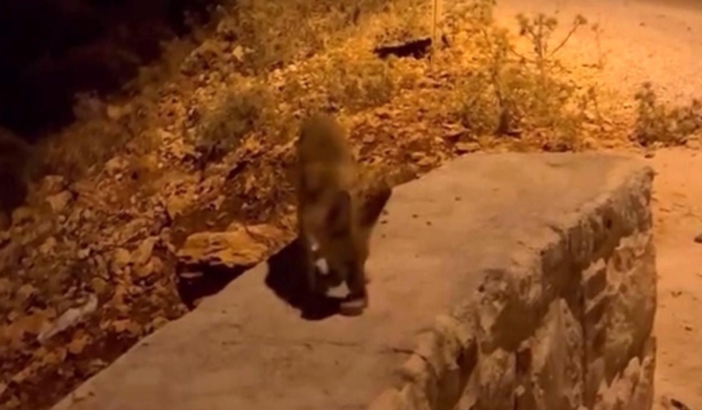 Tilki yavrularını kraker ve bisküviyle beslediler