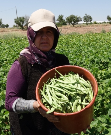 Burdurlu fasulye üreticisi dertli