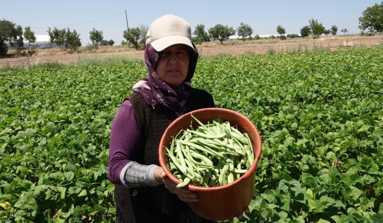 Burdurlu fasulye üreticisi dertli