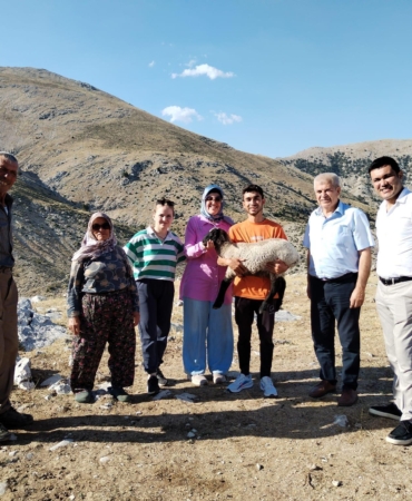 Hibe destekle başladı, 186 koyun yetiştirdi