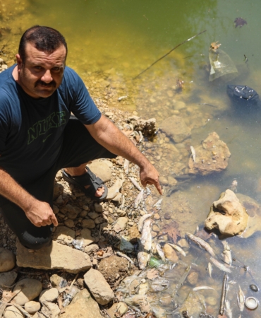Su seviyesi düşen deredeki endemik yüzlerce balık öldü