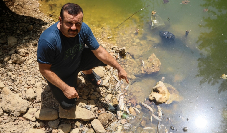 Su seviyesi düşen deredeki endemik yüzlerce balık öldü