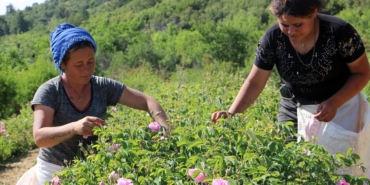 Zirai don gülü vurdu, rekolte yüzde 30 azaldı
