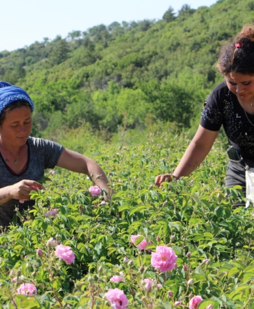 Zirai don gülü vurdu, rekolte yüzde 30 azaldı