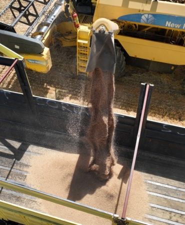 Halkın toprağından halkın sofrasına halk ekmek