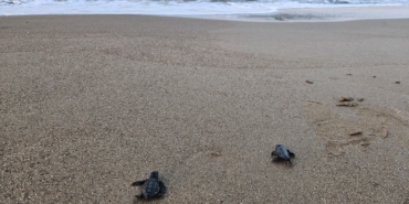 Yavru caretta sezonu başladı