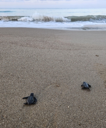 Yavru caretta sezonu başladı