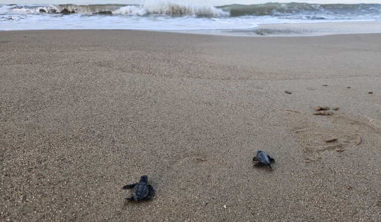 Yavru caretta sezonu başladı