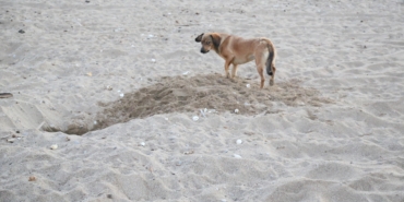 ‘Caretta yuvaları, para karşılığı turistlere açılıyor’