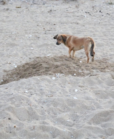 ‘Caretta yuvaları, para karşılığı turistlere açılıyor’