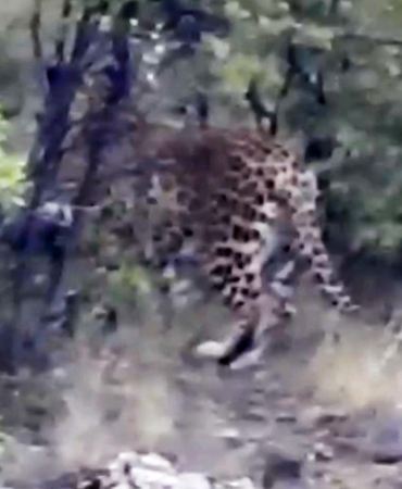 Antalya’da Anadolu parsı görüntülendi