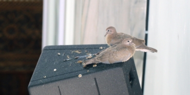 Camideki yavru kumrular ilgi odağı oldu