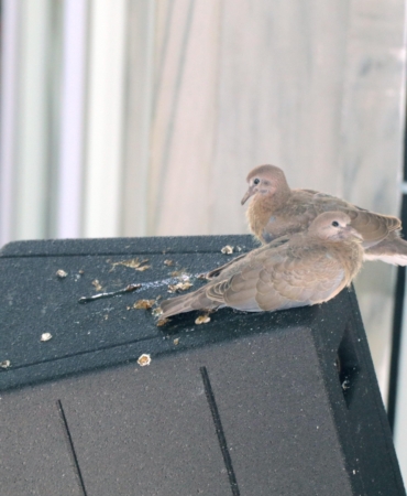 Camideki yavru kumrular ilgi odağı oldu