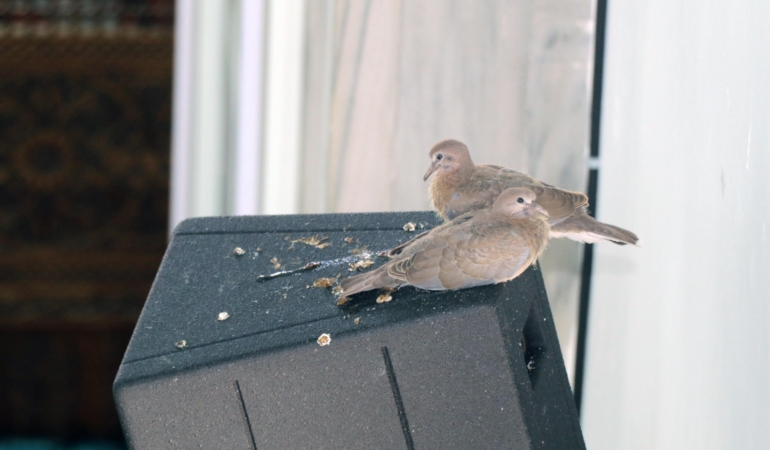 Camideki yavru kumrular ilgi odağı oldu