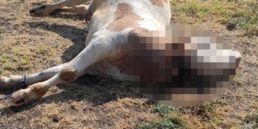 Boş arazide boğazı kesilmiş inek ölüsü bulundu