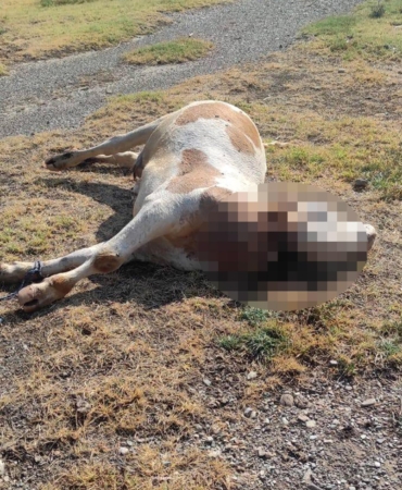 Boş arazide boğazı kesilmiş inek ölüsü bulundu