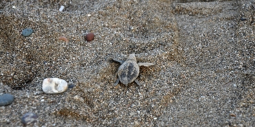Gazipaşa’da yavru carettaların yaşam yolculuğu başladı