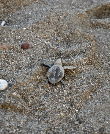 Gazipaşa’da yavru carettaların yaşam yolculuğu başladı