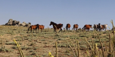 Yılkı atları görüntülendi
