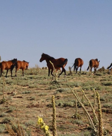 Yılkı atları görüntülendi