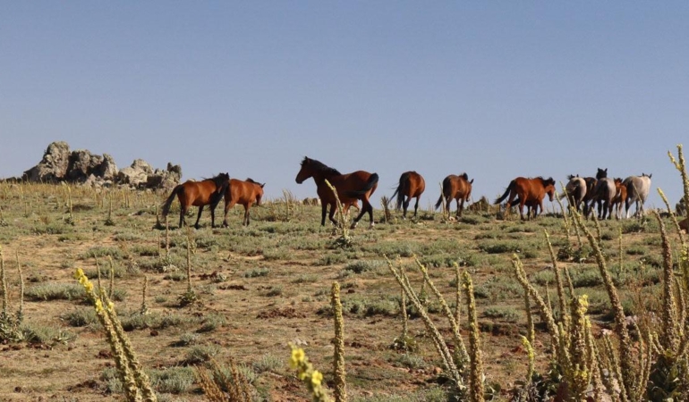 Yılkı atları görüntülendi