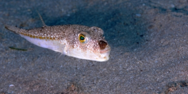 ‘Balon balığı, artık Akdeniz’in bir türü oldu’