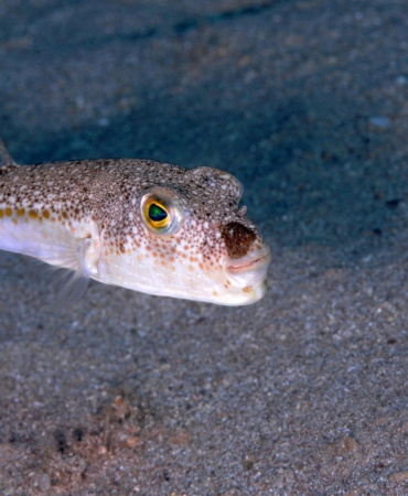 ‘Balon balığı, artık Akdeniz’in bir türü oldu’