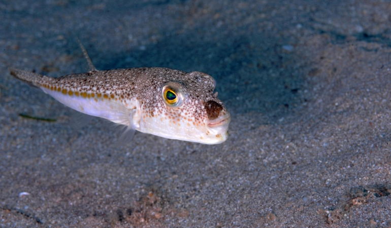 ‘Balon balığı, artık Akdeniz’in bir türü oldu’