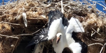 Yuvada ayağına ip dolanan leylek kurtarıldı