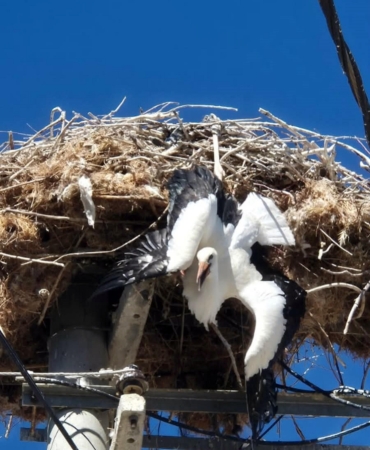 Yuvada ayağına ip dolanan leylek kurtarıldı