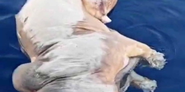 Gazipaşa açıklarında inek ölüsü bulundu