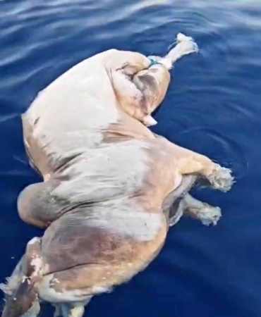 Gazipaşa açıklarında inek ölüsü bulundu