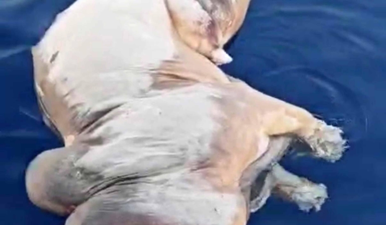 Gazipaşa açıklarında inek ölüsü bulundu