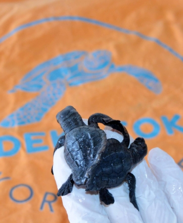 Türkiye’nin ilk canlı siyam ikizi caretta yavruları