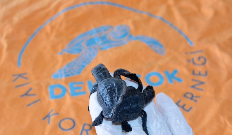 Türkiye’nin ilk canlı siyam ikizi caretta yavruları