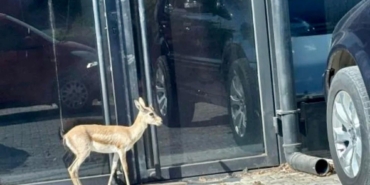 İş insanının, villasının bahçesinde beslediği yavru ceylan kaçtı