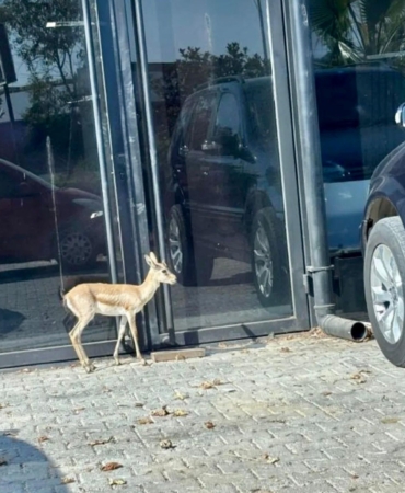 İş insanının, villasının bahçesinde beslediği yavru ceylan kaçtı