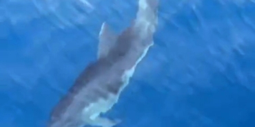 Alanya’da yunusların tekneye eşlik edişi kamerada