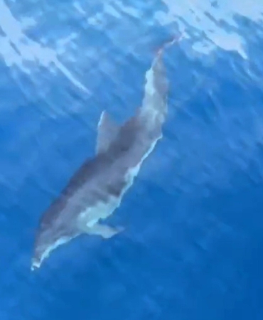 Alanya’da yunusların tekneye eşlik edişi kamerada