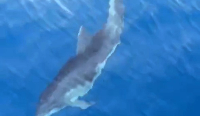 Alanya’da yunusların tekneye eşlik edişi kamerada