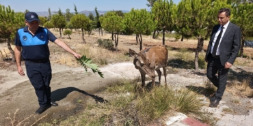 Piknikçilere ‘kızıl geyik’ sürprizi