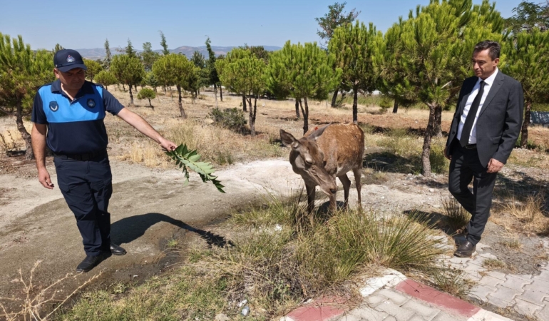Piknikçilere ‘kızıl geyik’ sürprizi