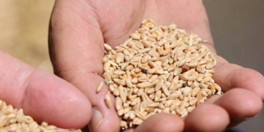 Antalya’da Halk Ekmek İçin Bereketli Hasat!