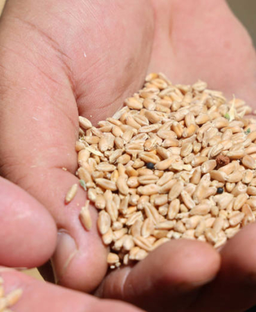 Antalya’da Halk Ekmek İçin Bereketli Hasat!