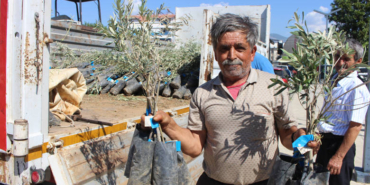 Gazipaşa’da Çiftçilere 1660 Zeytin Fidanı Desteği