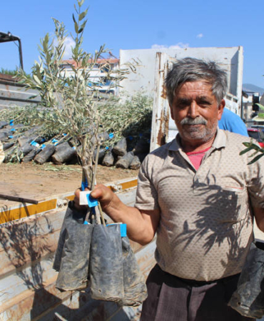 Gazipaşa’da Çiftçilere 1660 Zeytin Fidanı Desteği