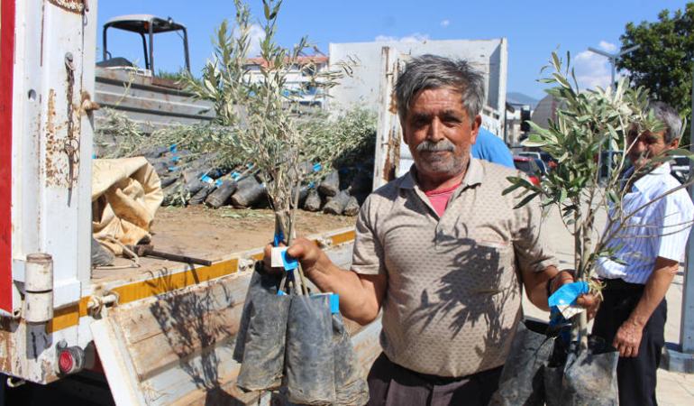 Gazipaşa’da Çiftçilere 1660 Zeytin Fidanı Desteği