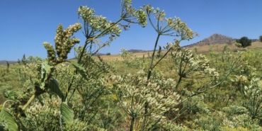 Türkiye’nin rezene üretim merkezi Burdur’da sezonun son hasadı yapıldı